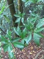 Image de Helicia cochinchinensis Lour.