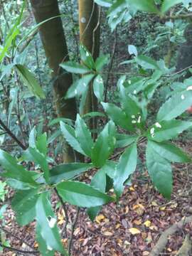 Sivun Helicia cochinchinensis Lour. kuva