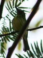 Image of Stripe-necked Tody-Tyrant