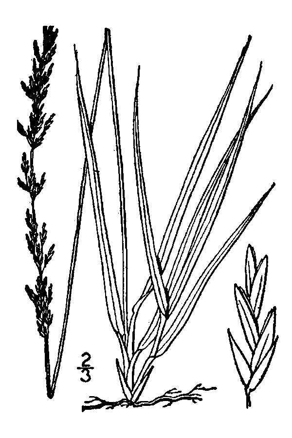 Molinia caerulea (rights holder: "<a href=""http://www.knps.org"">Kentucky Native Plant Society</a>. Scanned by <a href=""http://www.omnitekinc.com/"">Omnitek Inc</a>.")