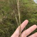 Image of Southeastern Cut-Throat Grass