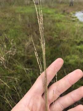 Image of Southeastern Cut-Throat Grass