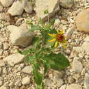 Plancia ëd Tetragonotheca texana (A. Gray) Engelm. & Gray