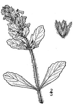 Image of Geneva bugleweed