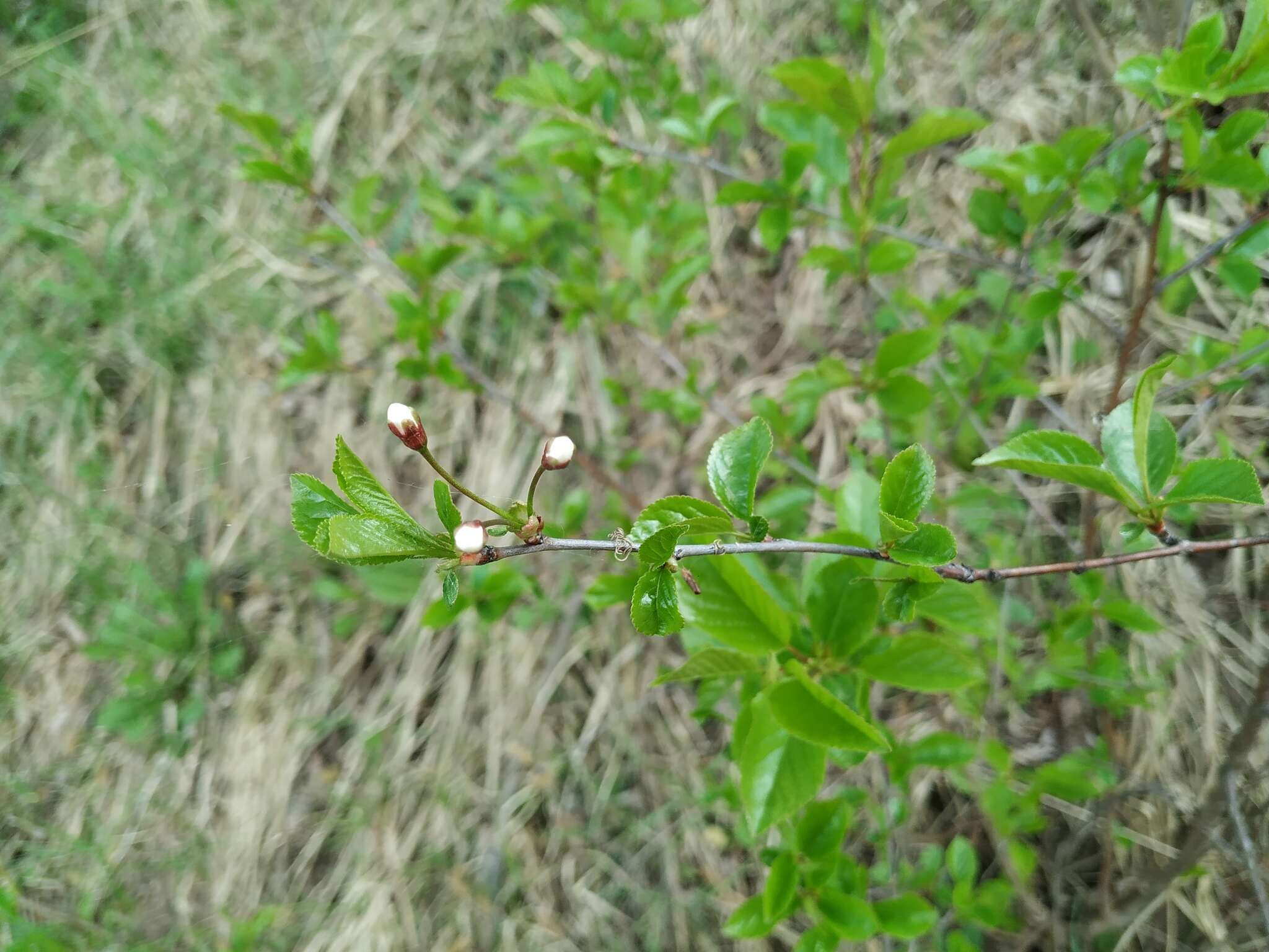 歐洲酸櫻桃的圖片