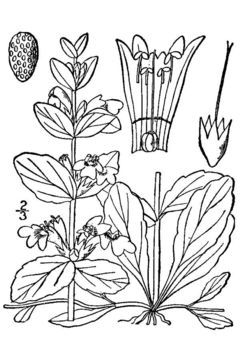 Image of blue bugle