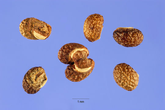 Image of blue bugle