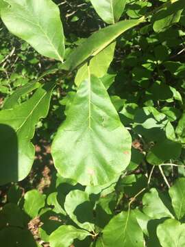 Image of Arkansas Oak