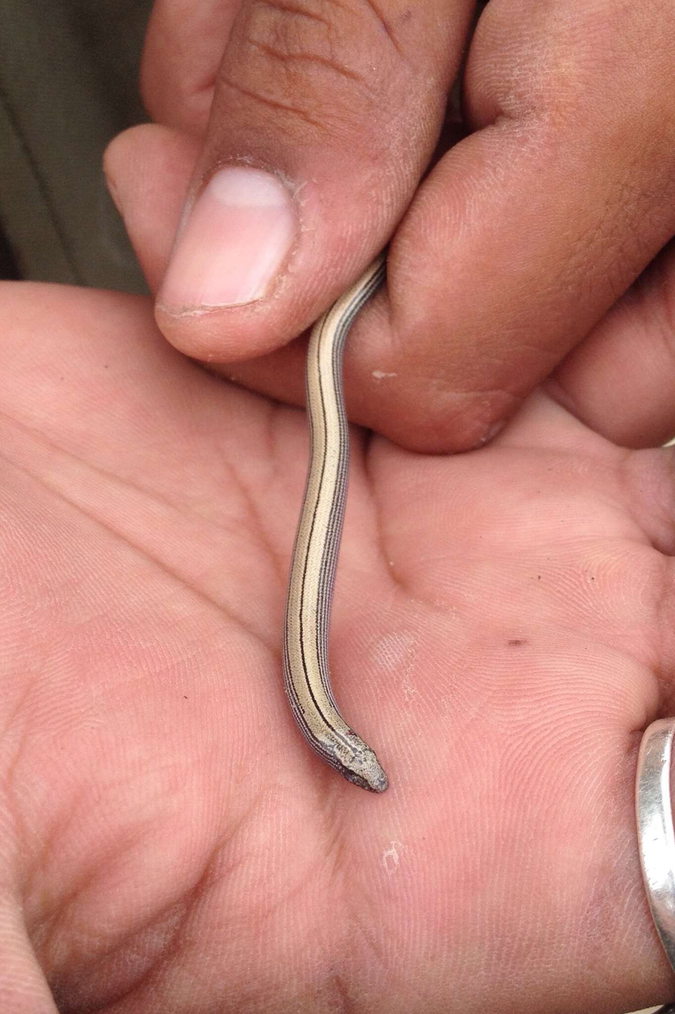 Image of Baja California Legless Lizard