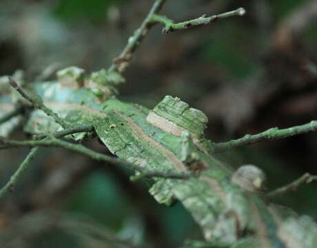 Ulmus alata Michx. resmi