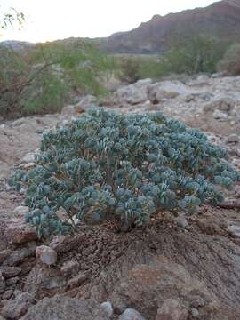 Image of Tetraena decumbens (Delile) Beier & Thulin