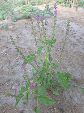 Image of false amaranth