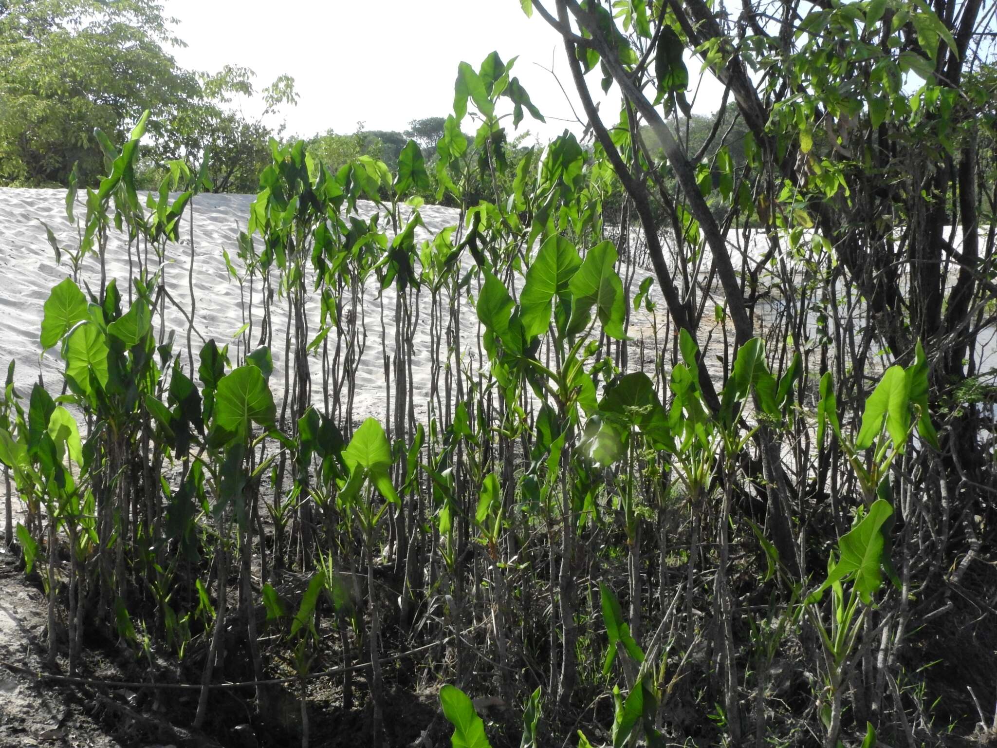 Image de Montrichardia linifera (Arruda) Schott