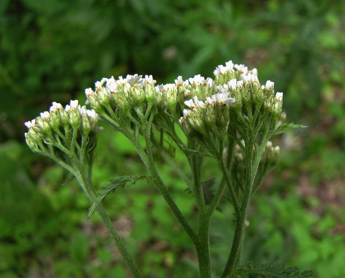 Achillea distans Waldst. & Kit. ex Willd.的圖片