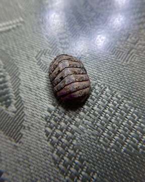 Image of Chiton