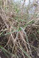 Image of torpedo grass