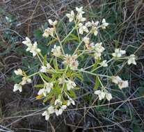 Image of rabbit-tobacco