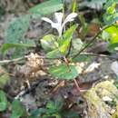 Image of Loeselia amplectens (Hook. & Arn.) Benth.
