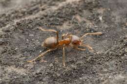 Image de Lasius hayashi Yamauchi & Hayashida 1970