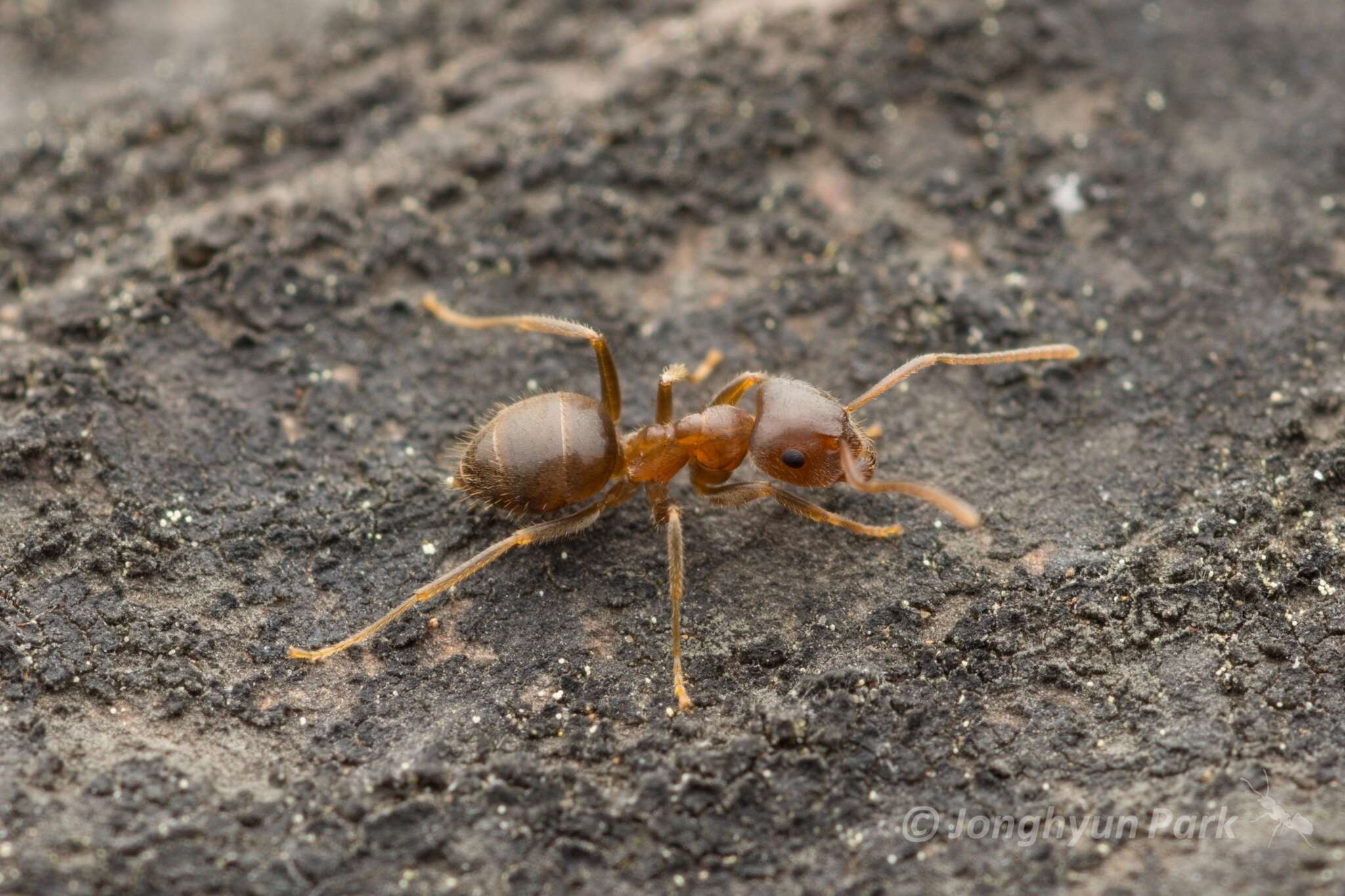 Image de Lasius hayashi Yamauchi & Hayashida 1970