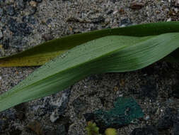 Image of Zephyra compacta C. Ehrh.