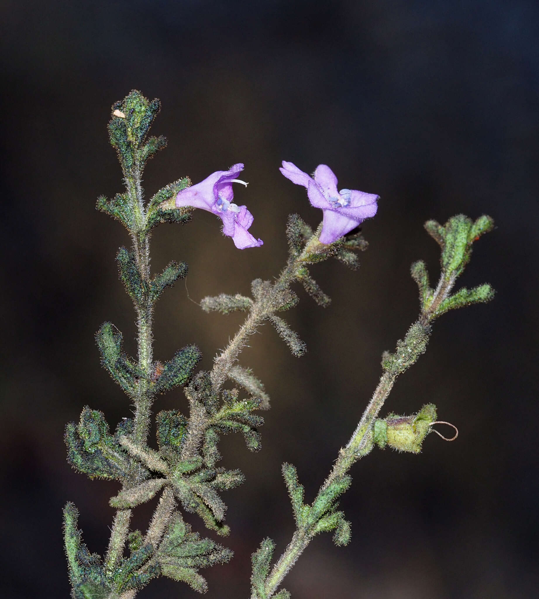 Image of Prostanthera cryptandroides subsp. euphrasioides (Benth.) B. J. Conn