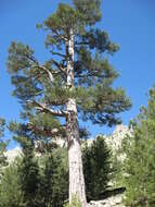 Imagem de Pinus nigra subsp. laricio (Poir.) Maire