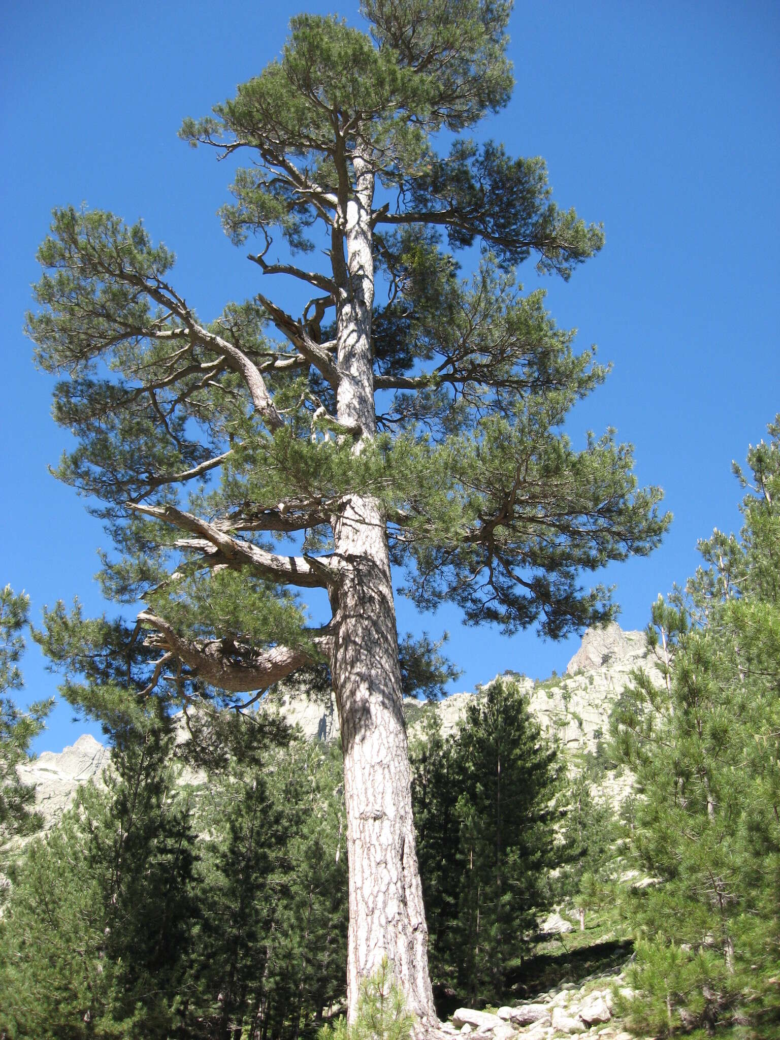 Imagem de Pinus nigra subsp. laricio (Poir.) Maire