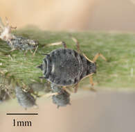 Image of Aphid