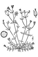 Image of saltmarsh starwort