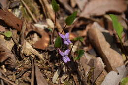 Image of Viola violacea Makino