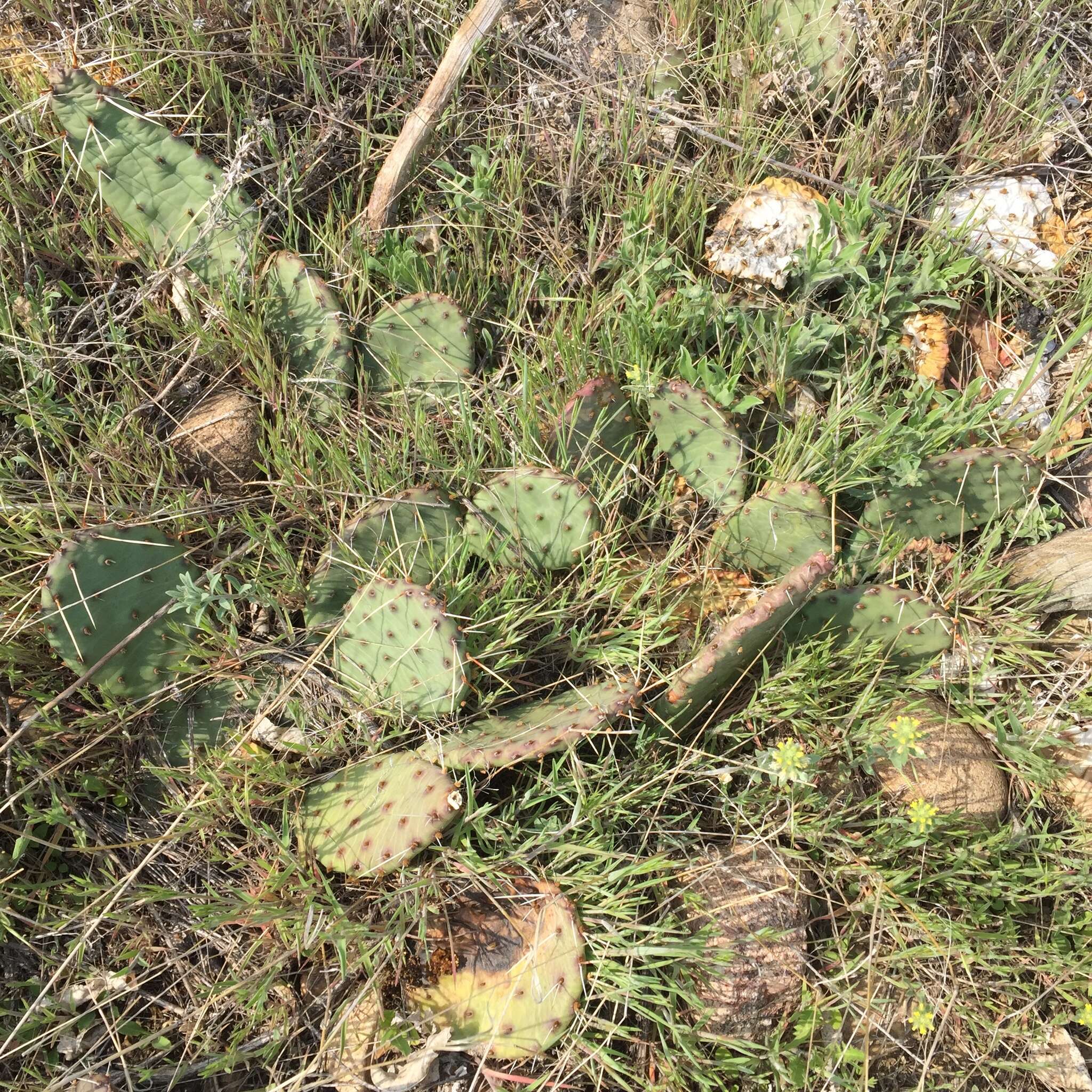 Image of Grassland Pricklypear