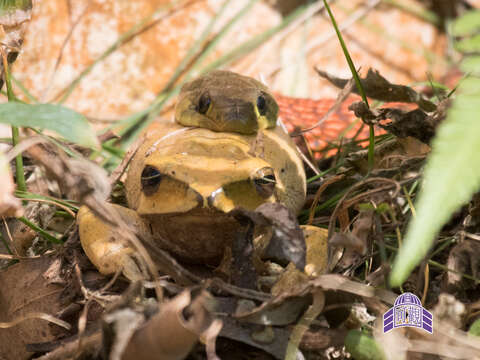 Image of Heller's Red-necked Keelback