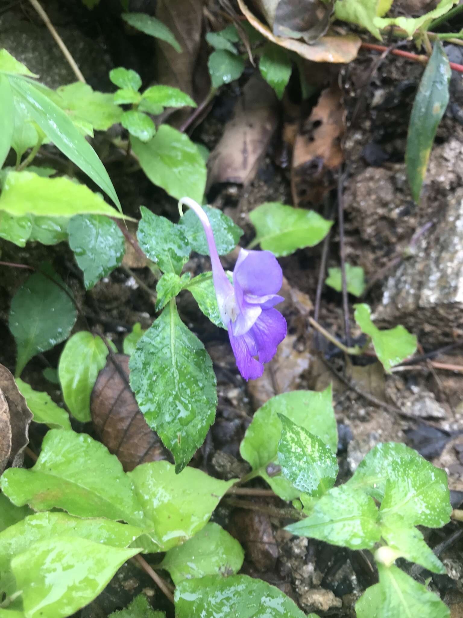 Image of Impatiens puberula DC.