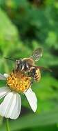 Imagem de Megachile takaoensis Cockerell 1911