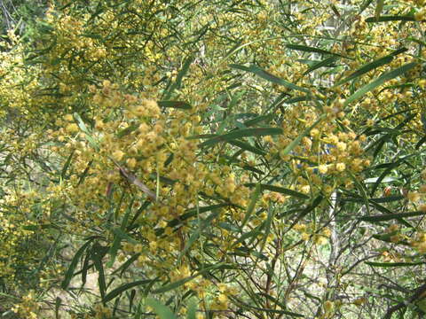 Image of Acacia hakeoides A. Cunn. ex Benth.