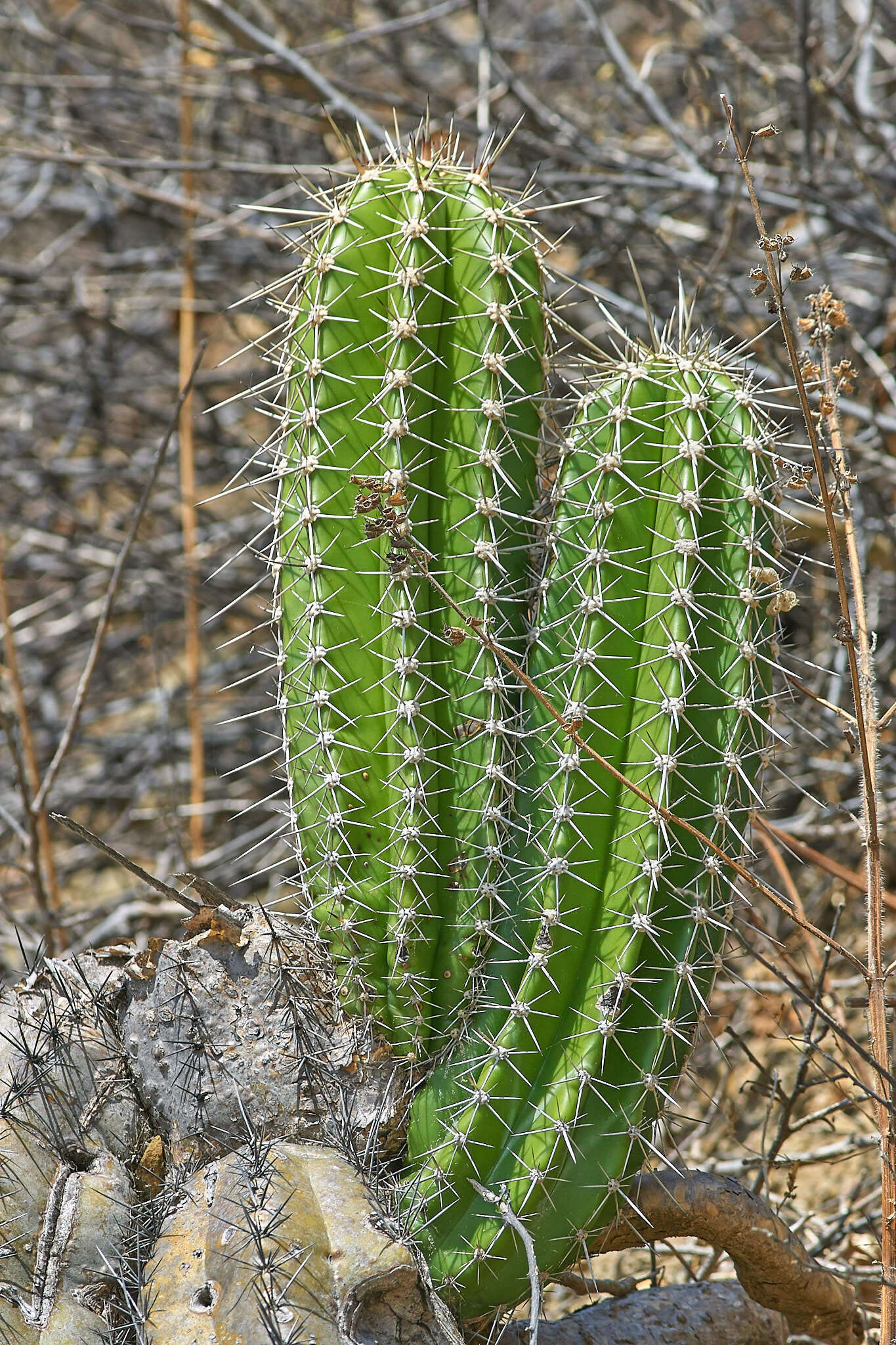 Stenocereus aragonii (F. A. C. Weber) Buxb.的圖片