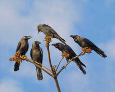 Imagem de Corvus splendens Vieillot 1817