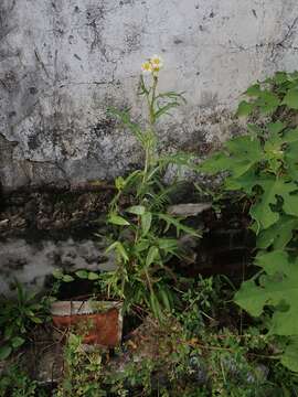 Sivun Lactuca indica L. kuva