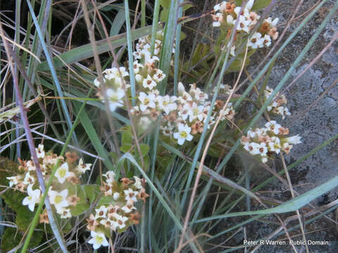 Image of Crassula obovata var. obovata