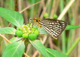 Metisella willemi Wallengren 1857 resmi