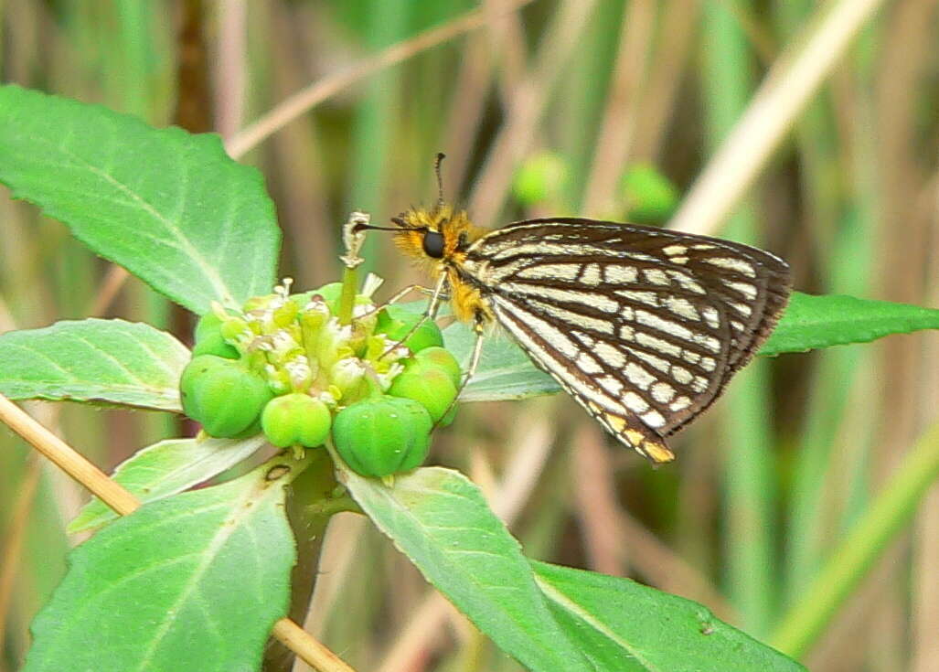 Metisella willemi Wallengren 1857 resmi