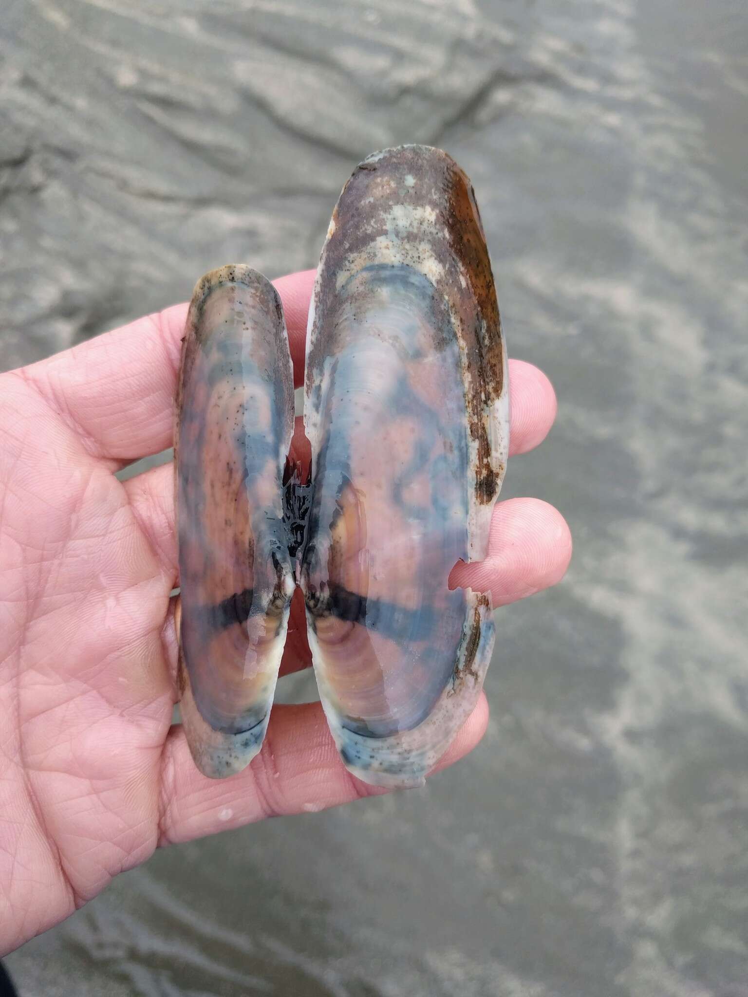 Image of Pacific razor clam