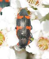 Image of Castiarina grata (Saunders 1869)