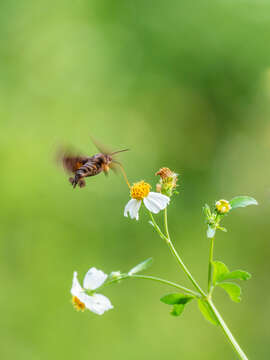 Imagem de Macroglossum divergens Walker 1856