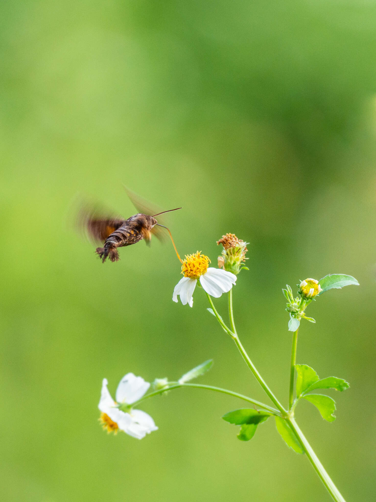 Macroglossum divergens Walker 1856的圖片