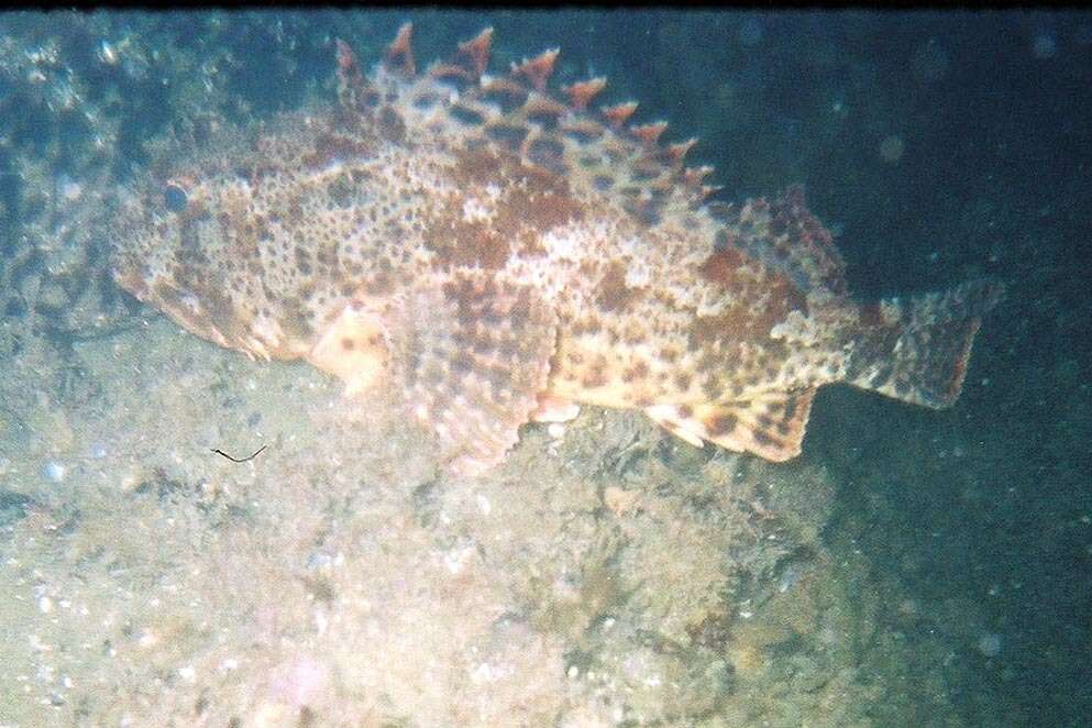 Image of California Scorpionfish