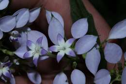 صورة Phyllopentas madagascariensis (Verdc.) Kårehed & B. Bremer