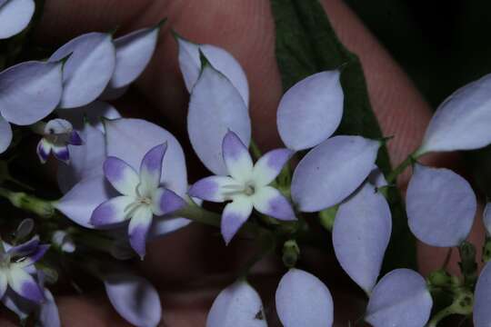 Image of Phyllopentas madagascariensis (Verdc.) Kårehed & B. Bremer