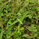 Image of Ixeris japonica (Burm. fil.) Nakai